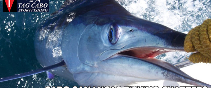 What is Sports Fishing & Why You should try it At Cabo San Lucas What is Sports Fishing & Why You should try it At Cabo San Lucas