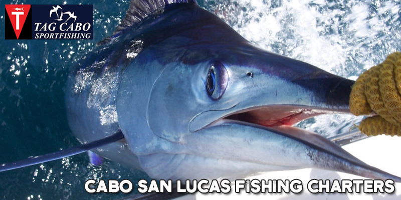 What is Sports Fishing & Why You should try it At Cabo San Lucas 22 What is Sports Fishing & Why You should try it At Cabo San Lucas