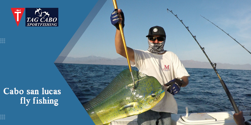 Why Fly Fishing in Cabo San Lucas Is the Best 1 Why Fly Fishing in Cabo San Lucas Is the Best