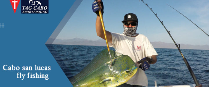 Why Fly Fishing in Cabo San Lucas Is the Best Why Fly Fishing in Cabo San Lucas Is the Best