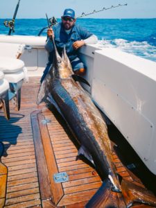 Blue marlin in Cabo San Lucas blue marlin in Cabo San Lucas