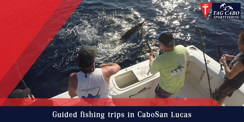How to pick the best fishing spot with guided fishing trips? 1 How to pick the best fishing spot with guided fishing trips?