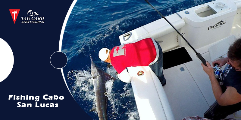 Explore the different types of sports fishing in Cabo San Lucas 6 Explore the different types of sports fishing in Cabo San Lucas