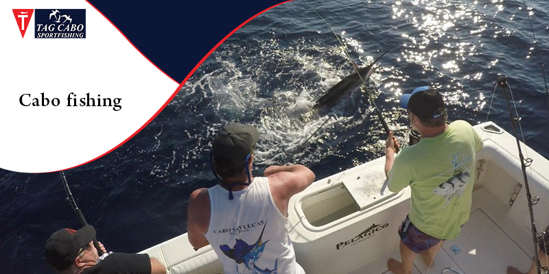 What are the popular fishing choices in Cabo, San Lucas? 4 What are the popular fishing choices in Cabo, San Lucas?