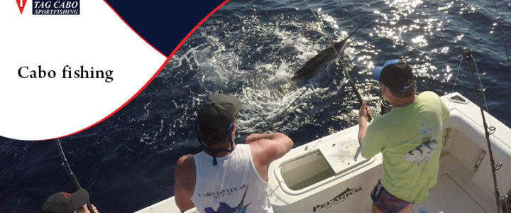 What are the popular fishing choices in Cabo, San Lucas? What are the popular fishing choices in Cabo, San Lucas?