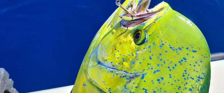 Popping and Jigging in Cabo san Lucas Popping and Jigging in Cabo san Lucas