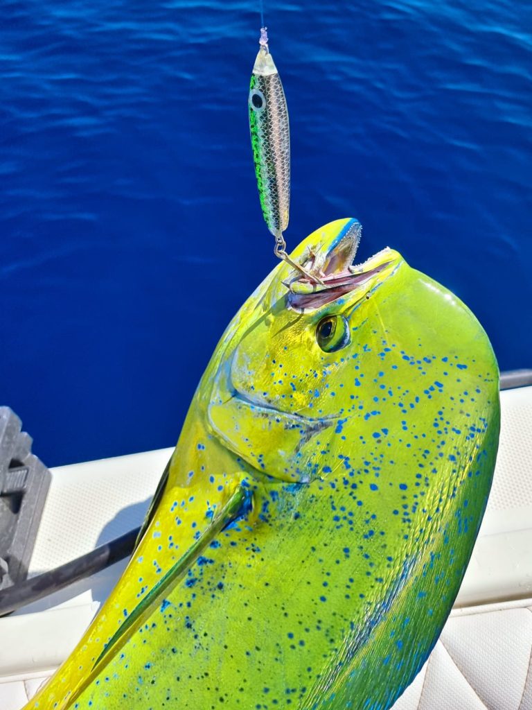 popping & Jigging in Cabo San Lucas popping & Jigging in Cabo San Lucas