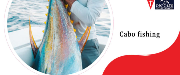 Fishing in Cabo San Lucas For Serious Anglers Fishing in Cabo San Lucas For Serious Anglers