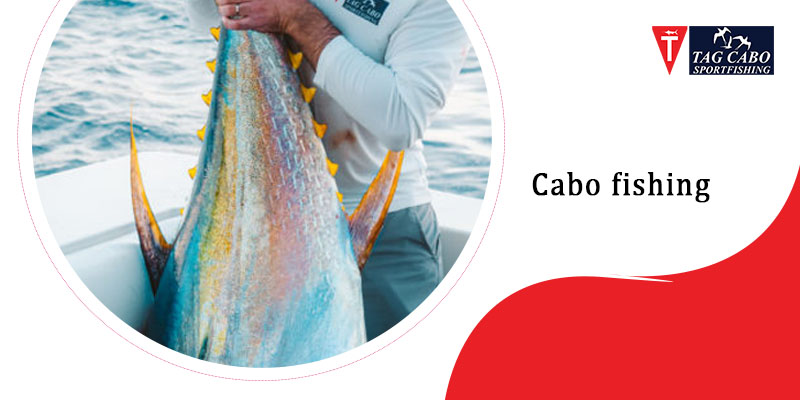 Fishing in Cabo San Lucas For Serious Anglers 19 Fishing in Cabo San Lucas For Serious Anglers