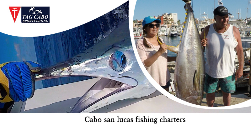 How Fishing Charter Make Deep-sea Fishing More Relaxing 6 cabo san lucas fishing charters