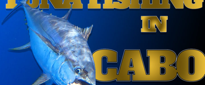 The best seasons for Tuna Fishing in Los Cabos The best seasons for Tuna Fishing in Los Cabos