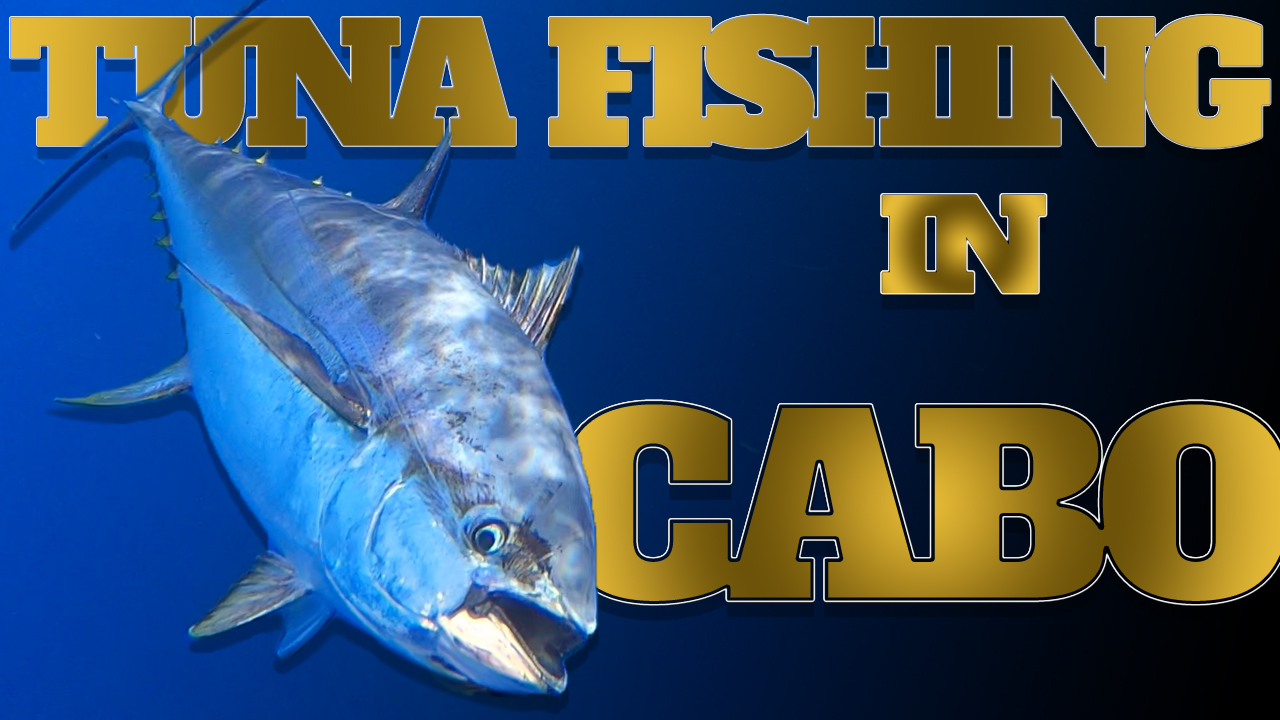 The best seasons for Tuna Fishing in Los Cabos 13 TUNA FISHING IN CABO