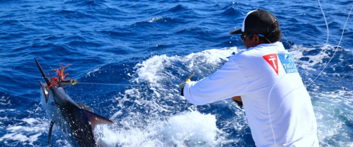 Striped Marlin Reproduction Cycle Striped Marlin Reproduction Cycle