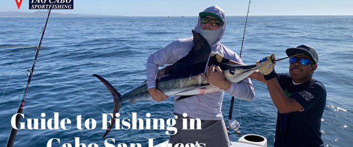Tips for Topwater pelagics Tips for Topwater pelagics