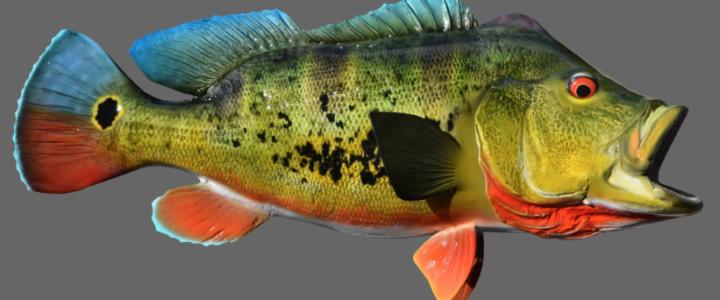 Recreational fishing has been banned in Colombia ! Recreational fishing has been banned in Colombia !