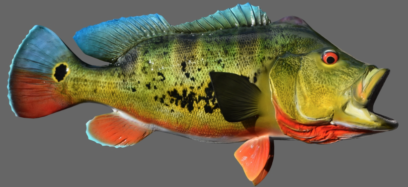 Recreational fishing has been banned in Colombia ! 1 peacock bass