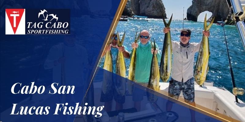 What Are The Common Fish Species Found In Cabo? 2 What Are The Common Fish Species Found In Cabo?