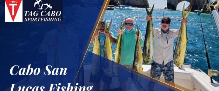 What Are The Common Fish Species Found In Cabo? What Are The Common Fish Species Found In Cabo?