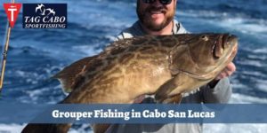 Where can you find Grouper fish in Cabo? 1 Where can you find Grouper fish in Cabo