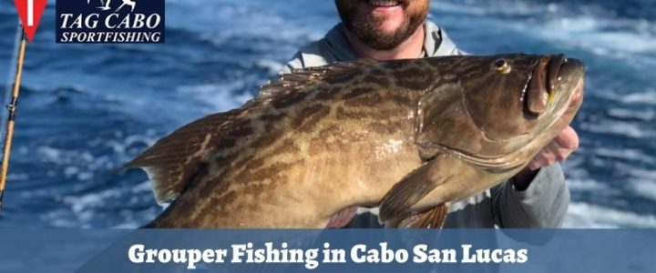 Where can you find Grouper fish in Cabo? Where can you find Grouper fish in Cabo?