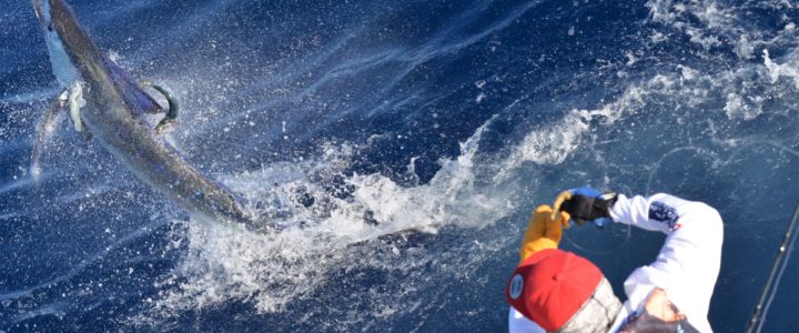 Unraveling the Fishing Paradise: The Finger Bank of Cabo San Lucas (August – November) Unraveling the Fishing Paradise: The Finger Bank of Cabo San Lucas (August – November)