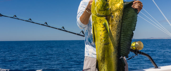 Your Ultimate Guide to Fishing in Cabo San Lucas Your Ultimate Guide to Fishing in Cabo San Lucas