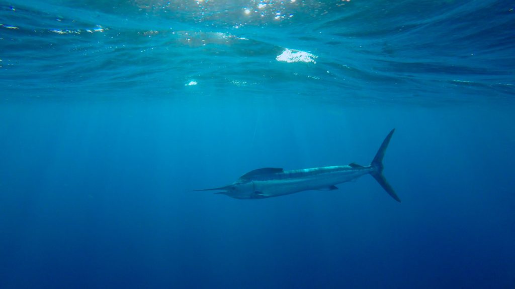 Offshore vs. Inshore Fishing in Cabo San Lucas: Which is Right for You? Offshore vs. Inshore Fishing in Cabo San Lucas: Which is Right for You?