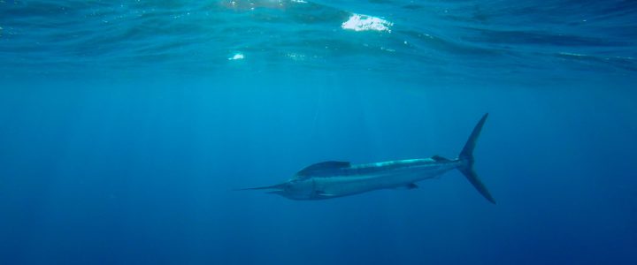 Catching Striped Marlin in La Baja California Sur: The Art of Live Bait Fishing Catching Striped Marlin in La Baja California Sur: The Art of Live Bait Fishing