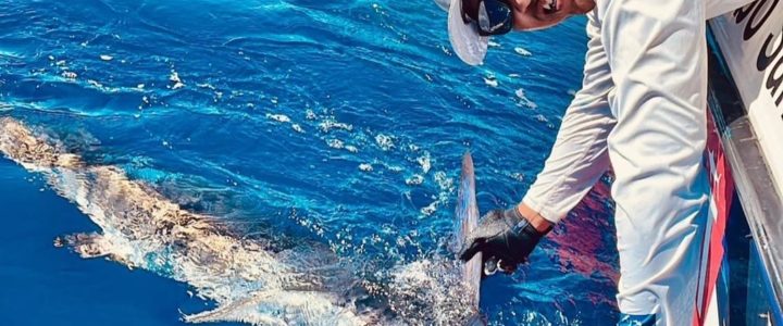 Master the Art of Striped Marlin Fishing: Lures, Teasers, and Dead Bait Techniques Master the Art of Striped Marlin Fishing: Lures, Teasers, and Dead Bait Techniques