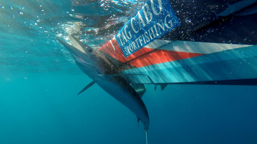 Revolutionize Your Sportfishing Experience with SatFish: Revolutionize Your Sportfishing Experience with SatFish: