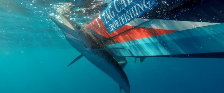 What is the best season to fish in Cabo San Lucas What is the best season to fish in Cabo San Lucas