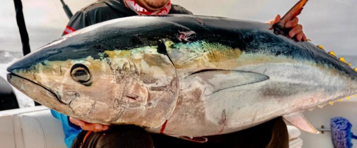 Best Destinations for Bluefin Tuna Best Destinations for Bluefin Tuna