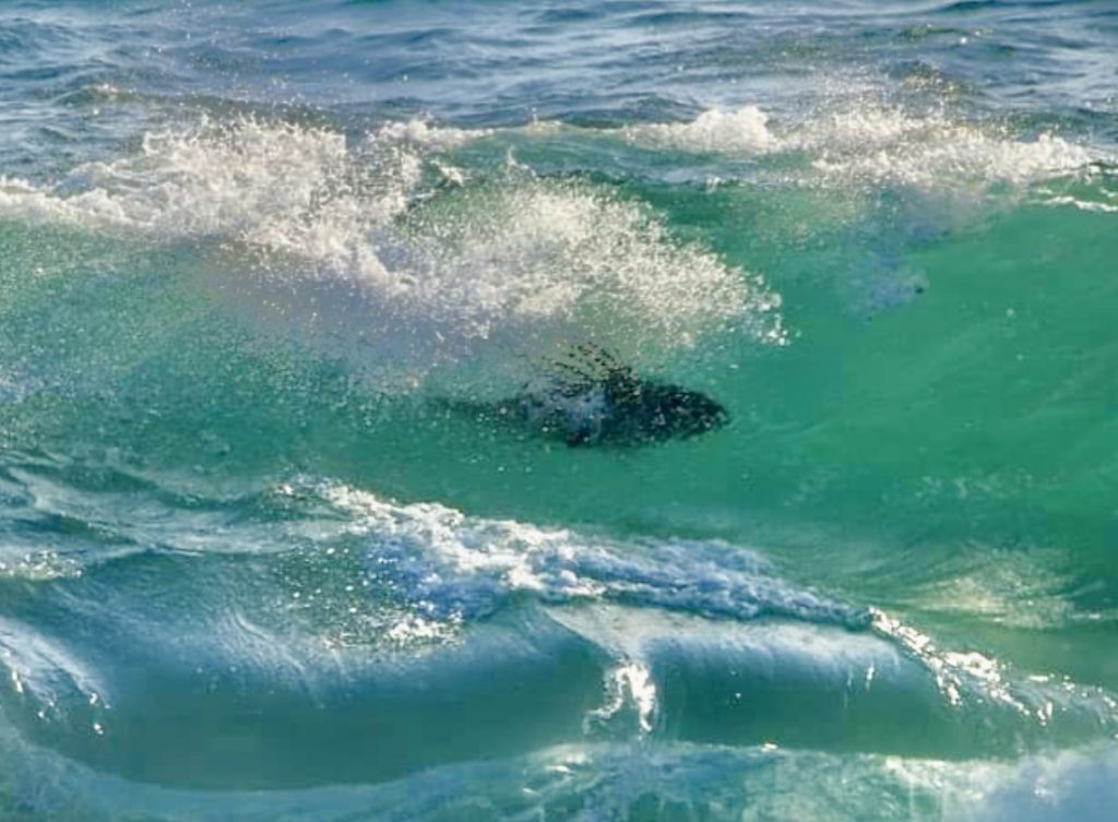 Winter Surf Fishing In Cabo & La Ribera Winter Surf Fishing In Cabo & La Ribera