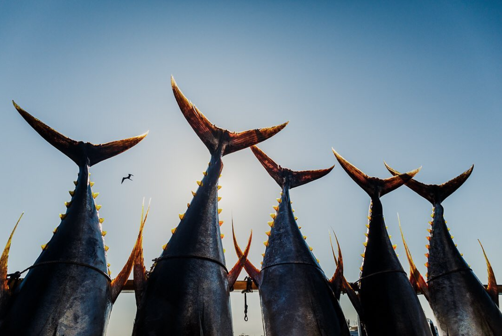 Top Destinations for Yellowfin Tuna Fishing Top Destinations for Yellowfin Tuna Fishing