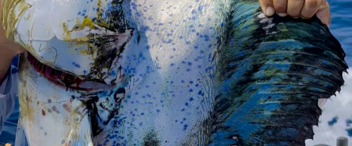 Cabo Sportfishing: Timing Your Saltwater Adventure Around Rainfall Cabo Sportfishing: Timing Your Saltwater Adventure Around Rainfall