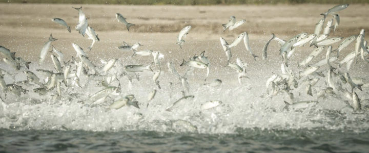 Winter Surf Fishing In Cabo & La Ribera Winter Surf Fishing In Cabo & La Ribera