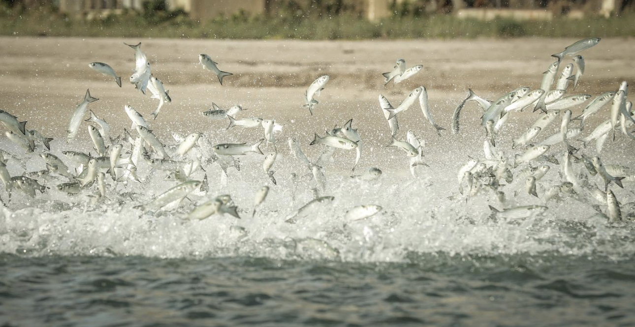 Winter Surf Fishing In Cabo & La Ribera 10 Roosters at Sunset: The Summer Mullet Show in Cabo San Lucas