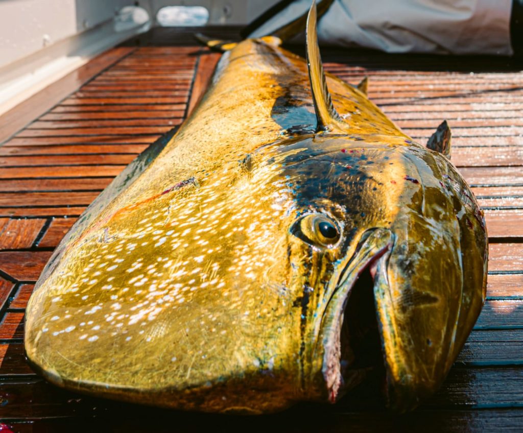 Fishing Tides in Cabo San Lucas Fishing Tides in Cabo San Lucas