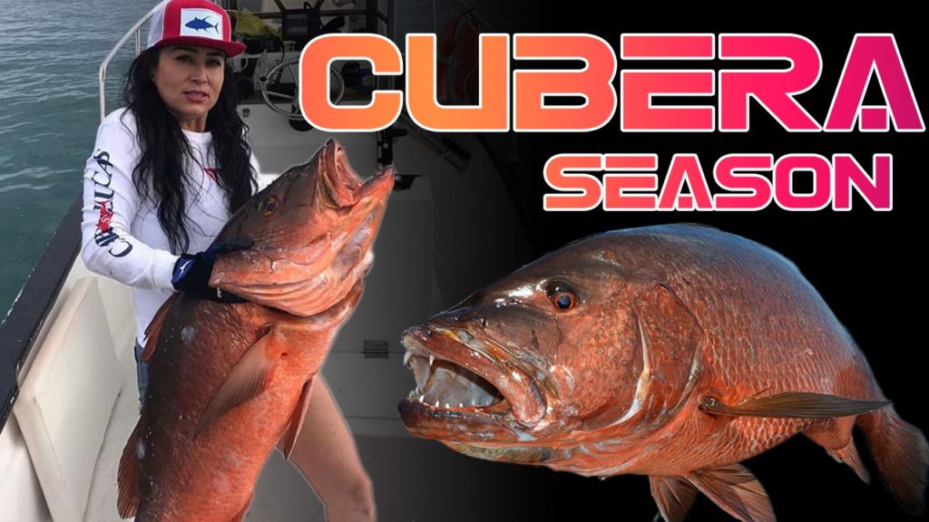 Top 10 Fish You Can Catch in Cabo San Lucas 10 Cubera snapper in cabo San Lucas