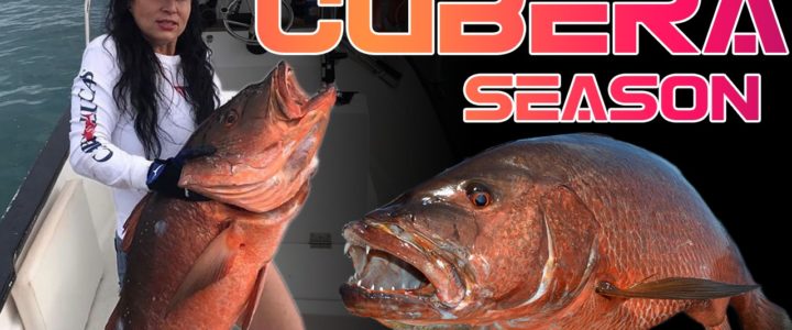 All About Cubera Snappers All About Cubera Snappers