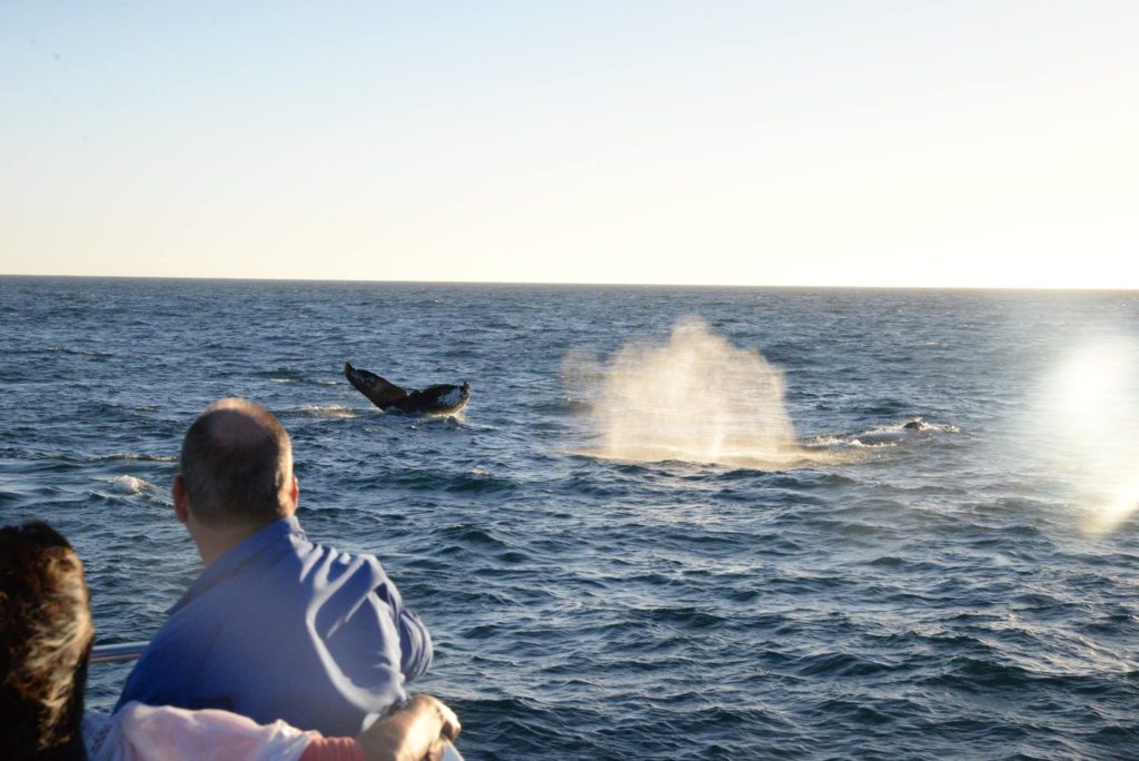 Why Whales Migrate to Cabo San Lucas: Nature’s Grand Journey Why Whales Migrate to Cabo San Lucas: Nature’s Grand Journey