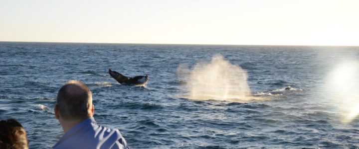Why Whales Migrate to Cabo San Lucas: Nature’s Grand Journey Why Whales Migrate to Cabo San Lucas: Nature’s Grand Journey