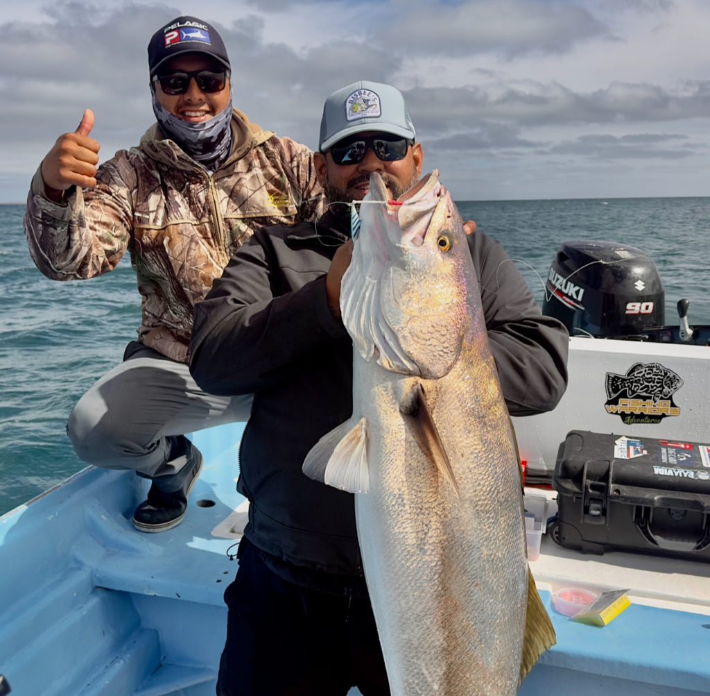 The White Sea Bass Haven of Baja California Sur The White Sea Bass Haven of Baja California Sur