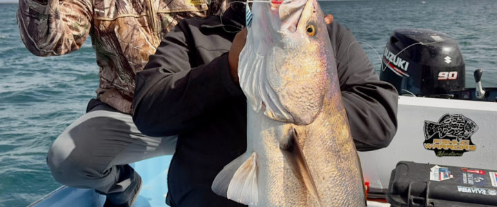 The White Sea Bass Haven of Baja California Sur The White Sea Bass Haven of Baja California Sur