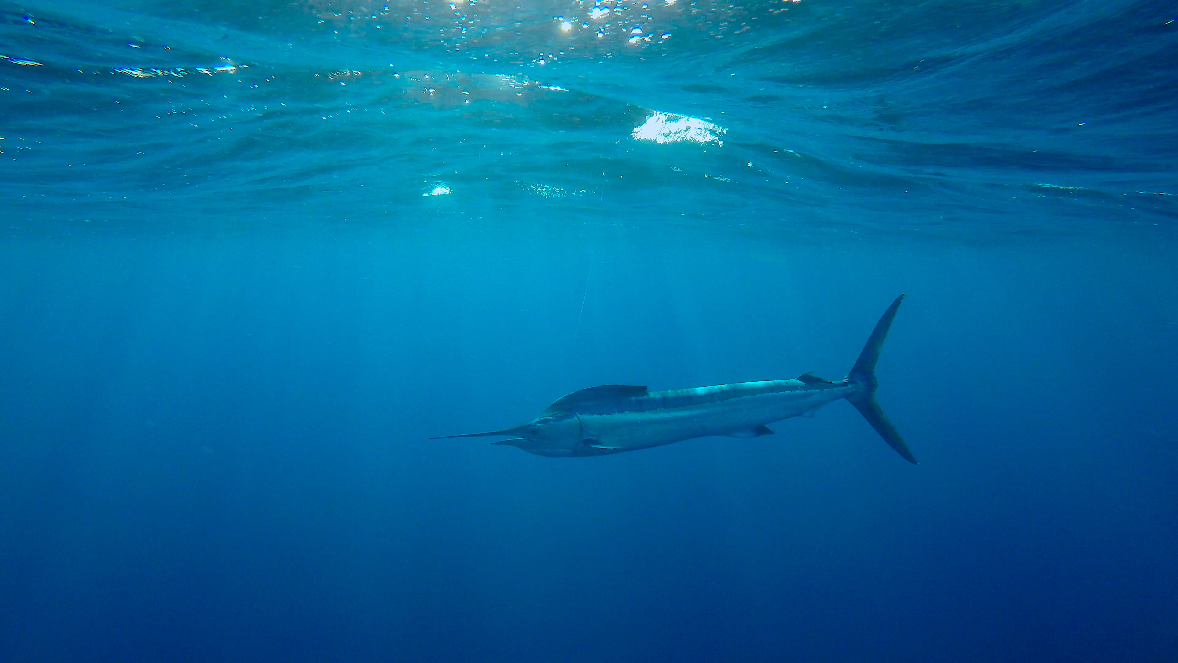 Catch-and-Release in Cabo San Lucas 2 Catch-and-Release in Cabo San Lucas
