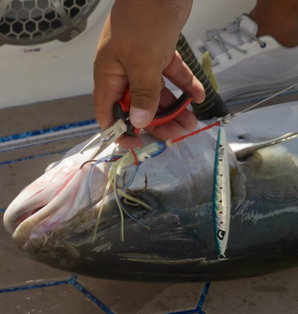 Exploring the Thrills of Jigging in Cabo 2 Exploring the Thrills of Jigging in Cabo