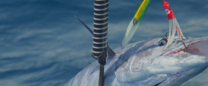 Exploring the Thrills of Jigging in Cabo Exploring the Thrills of Jigging in Cabo