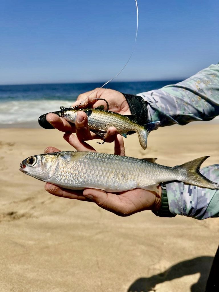 Best Rigs for Beach Fishing in Los Cabos 1 Best Rigs for Beach Fishing in Los Cabos