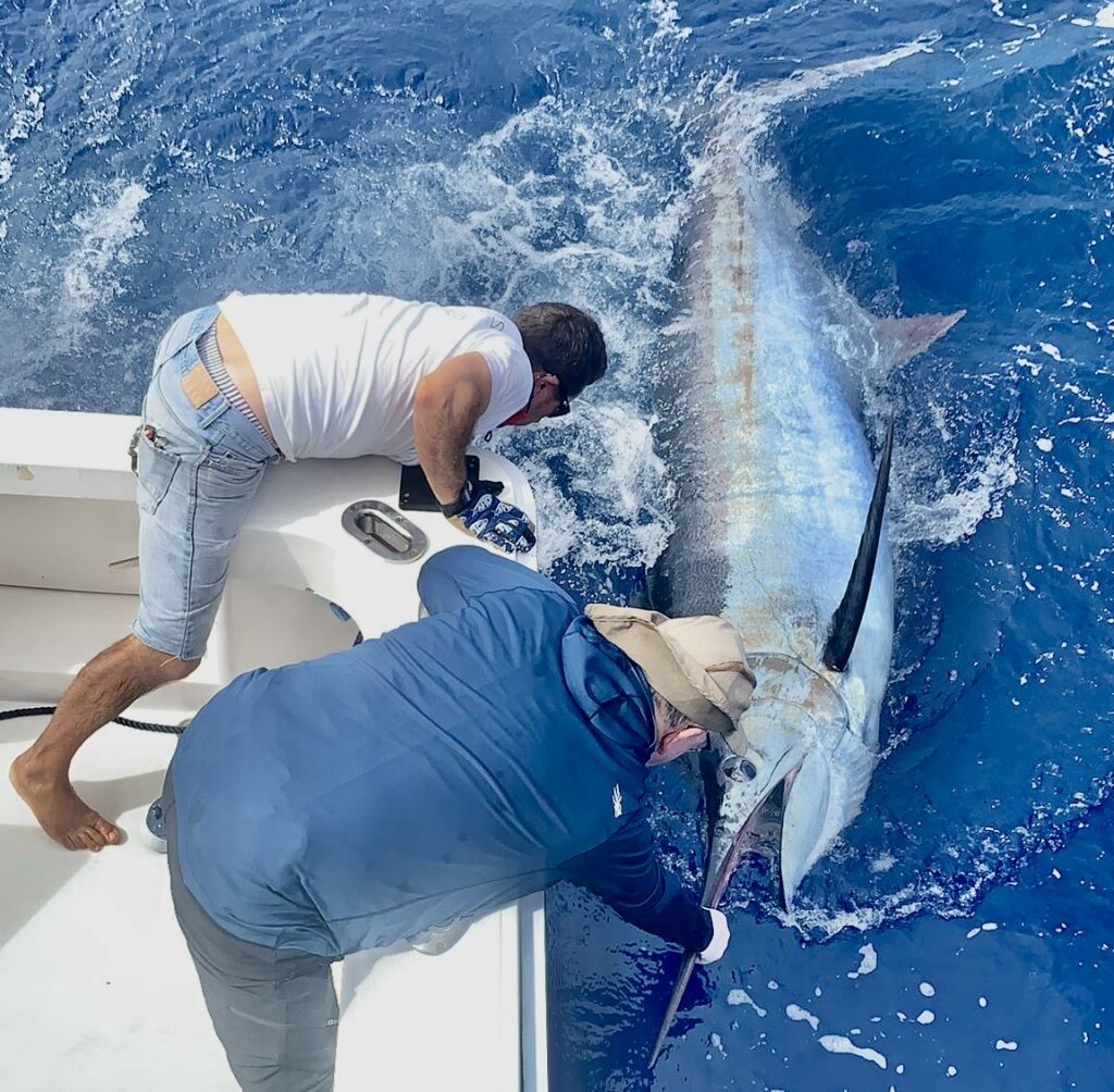 International Fishing Trips 6 DB Mazores