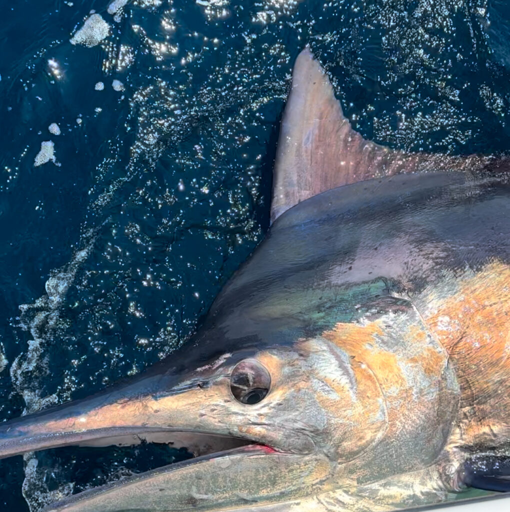 About Tag Cabo Sportfishing: Cabo Fishing Experts Since 2009 About Tag Cabo Sportfishing: Cabo Fishing Experts Since 2009